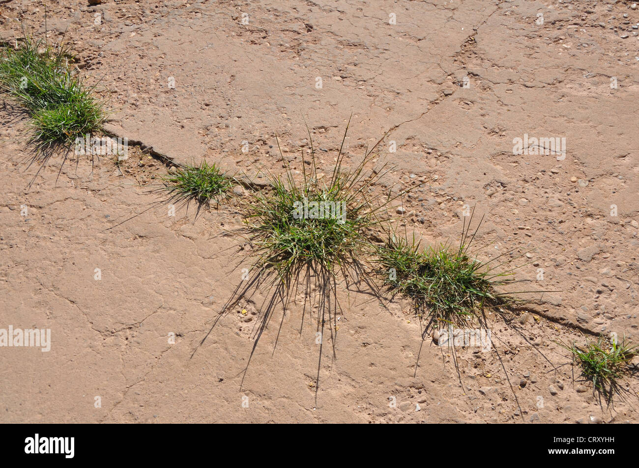 Grass growing in the crack in cement pavement Stock Photo Alamy
