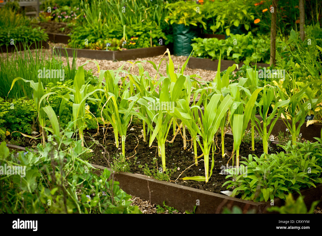 Sweetcorn growing in raised beds Stock Photo 49150520 Alamy