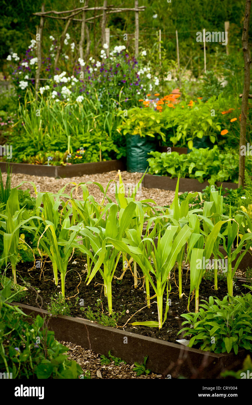Sweetcorn growing in raised beds with sweet peas and marigolds growing in the background,  in a UK allotment. Stock Photo