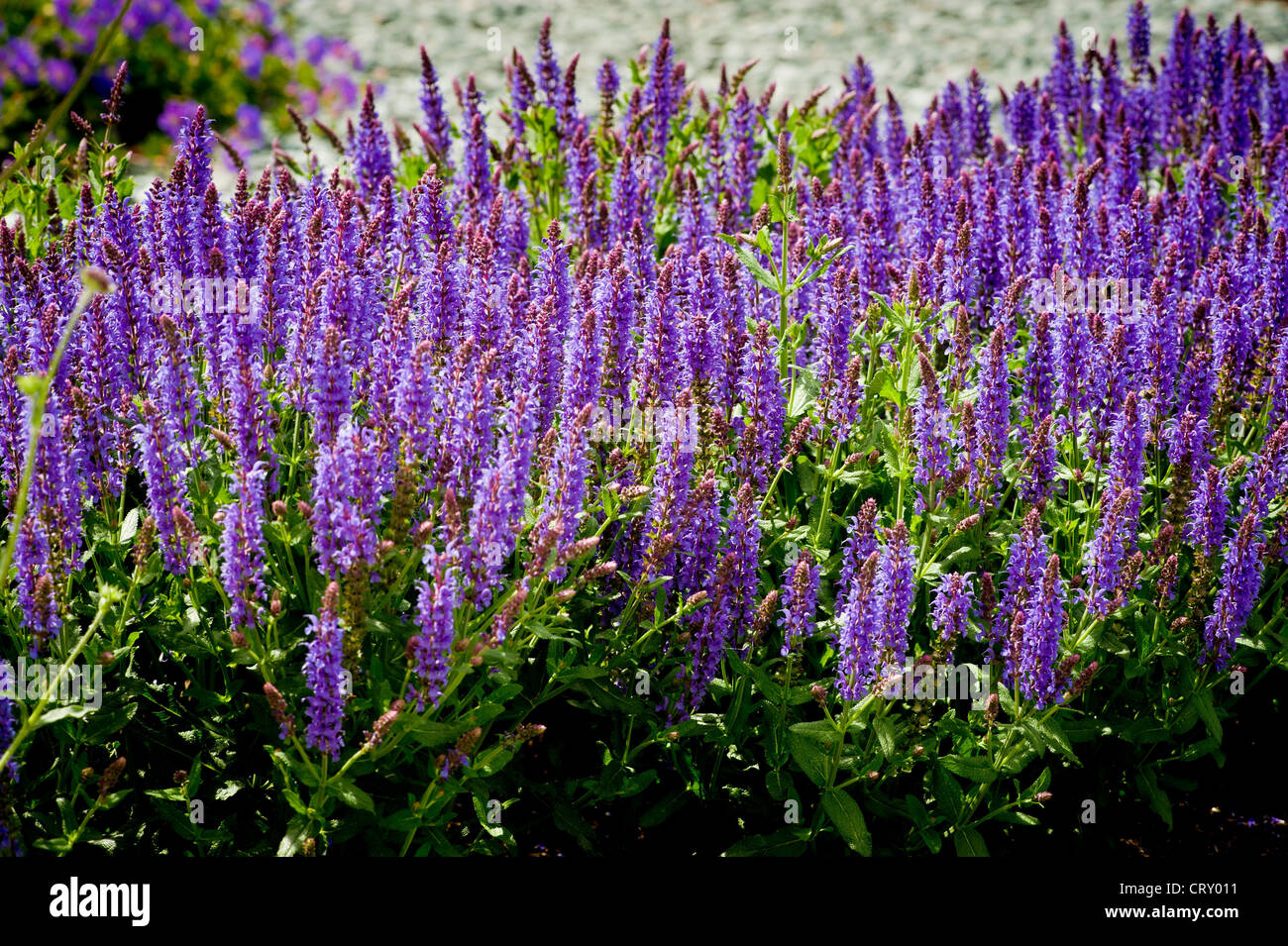 Purple flowers of Salvia Sylvestris 'Tanzerin' growing in a UK garden Stock Photo