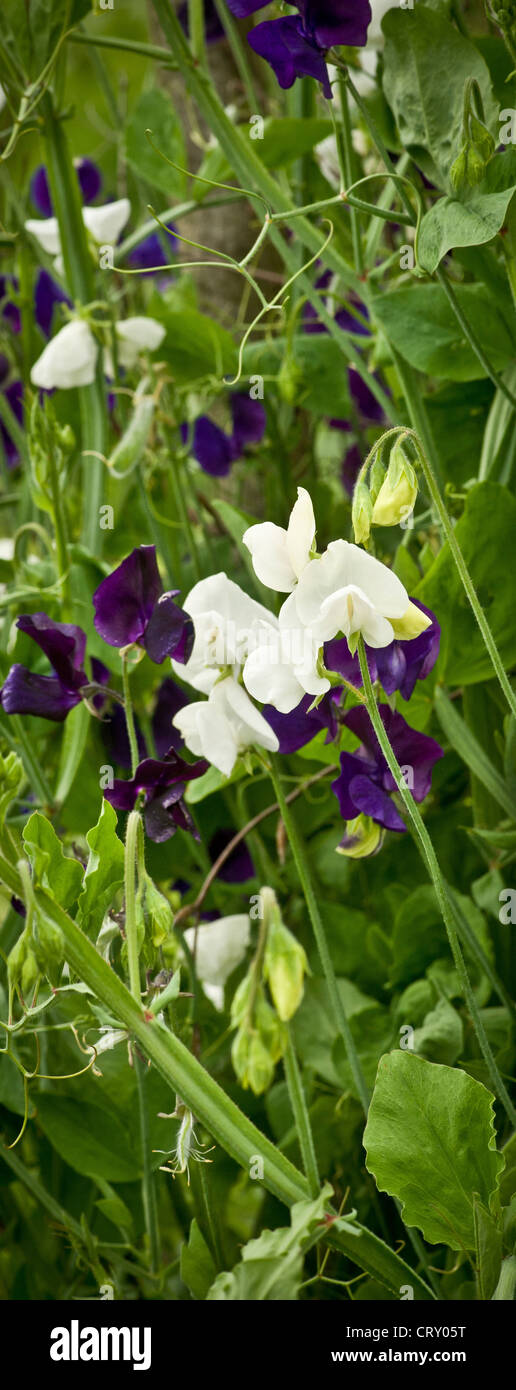 Purple and white Sweet peas growing in a UK garden. Stock Photo