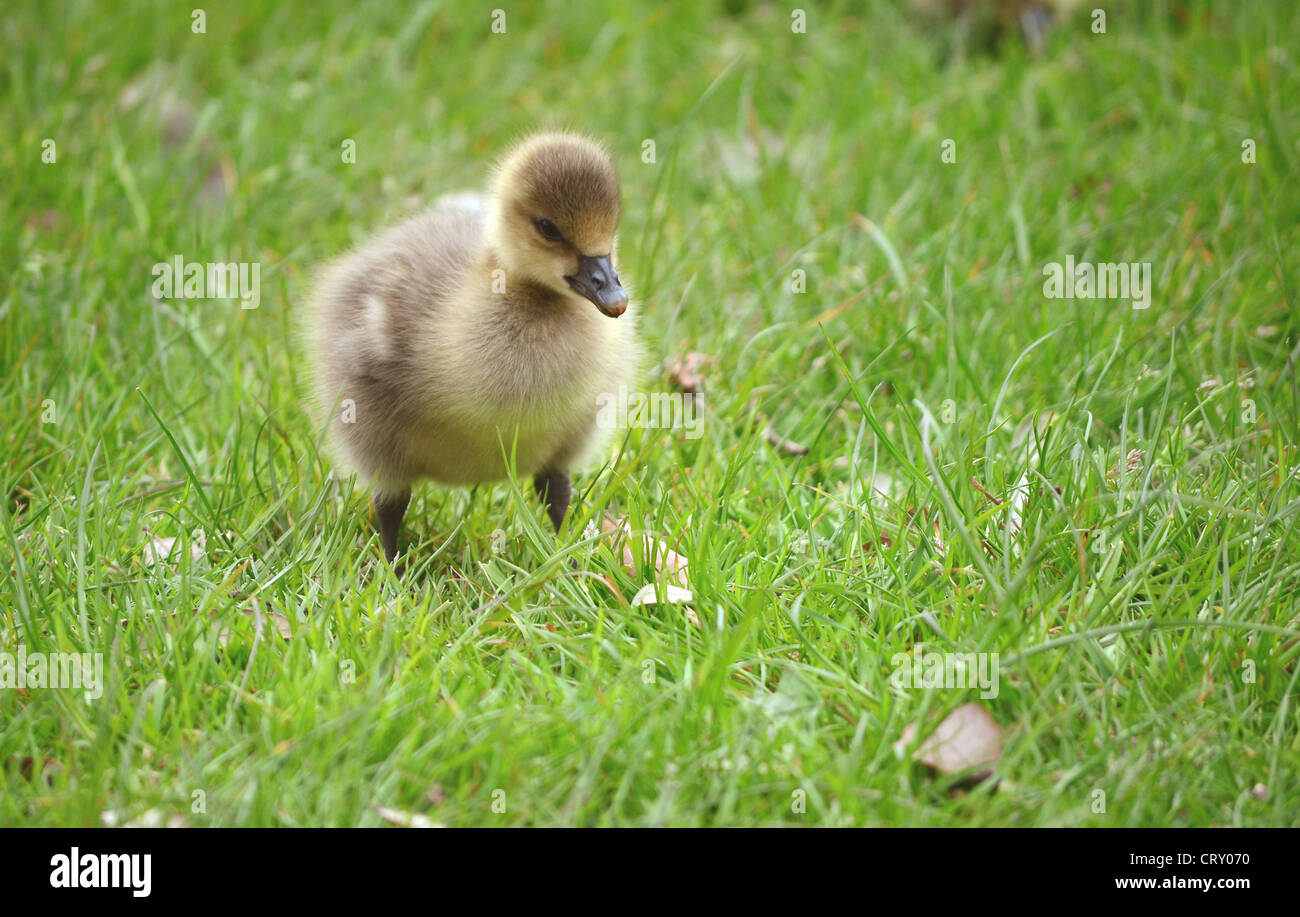 Greylag goose with gosling hi-res stock photography and images - Alamy