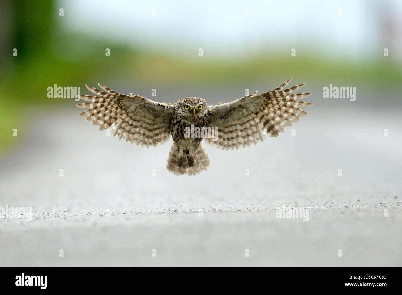Little Owl in flight Stock Photo Alamy
