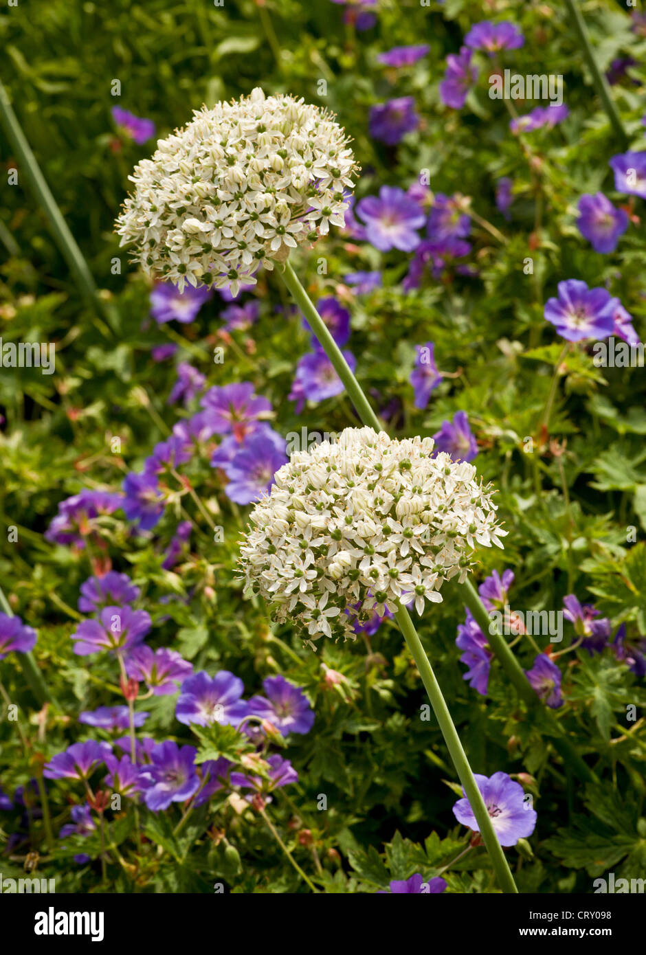 White alliums under planted with purple geranium rozanne growing in a York garden. UK Stock