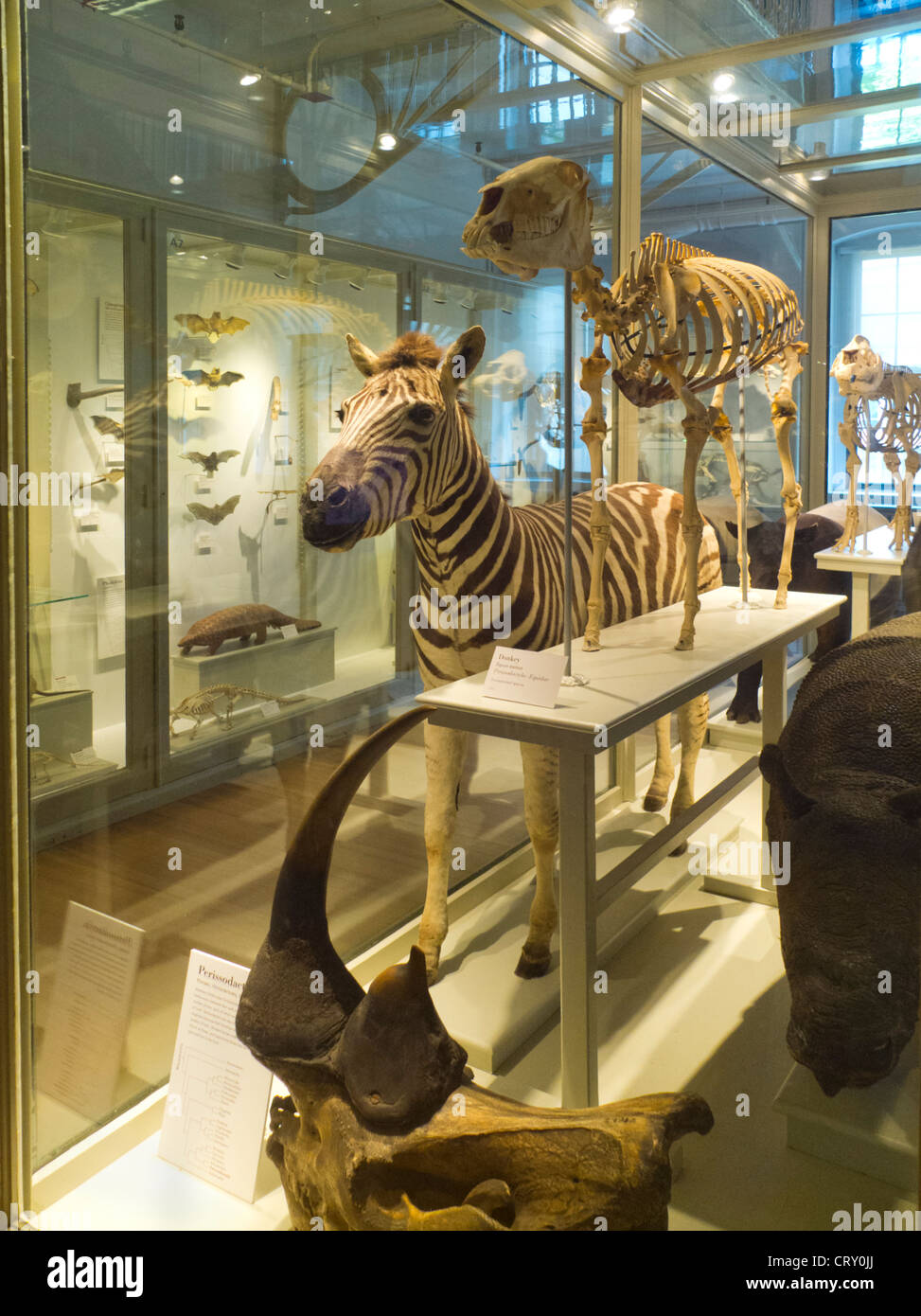 Harvard Museum of Natural History in Boston MA Stock Photo Alamy