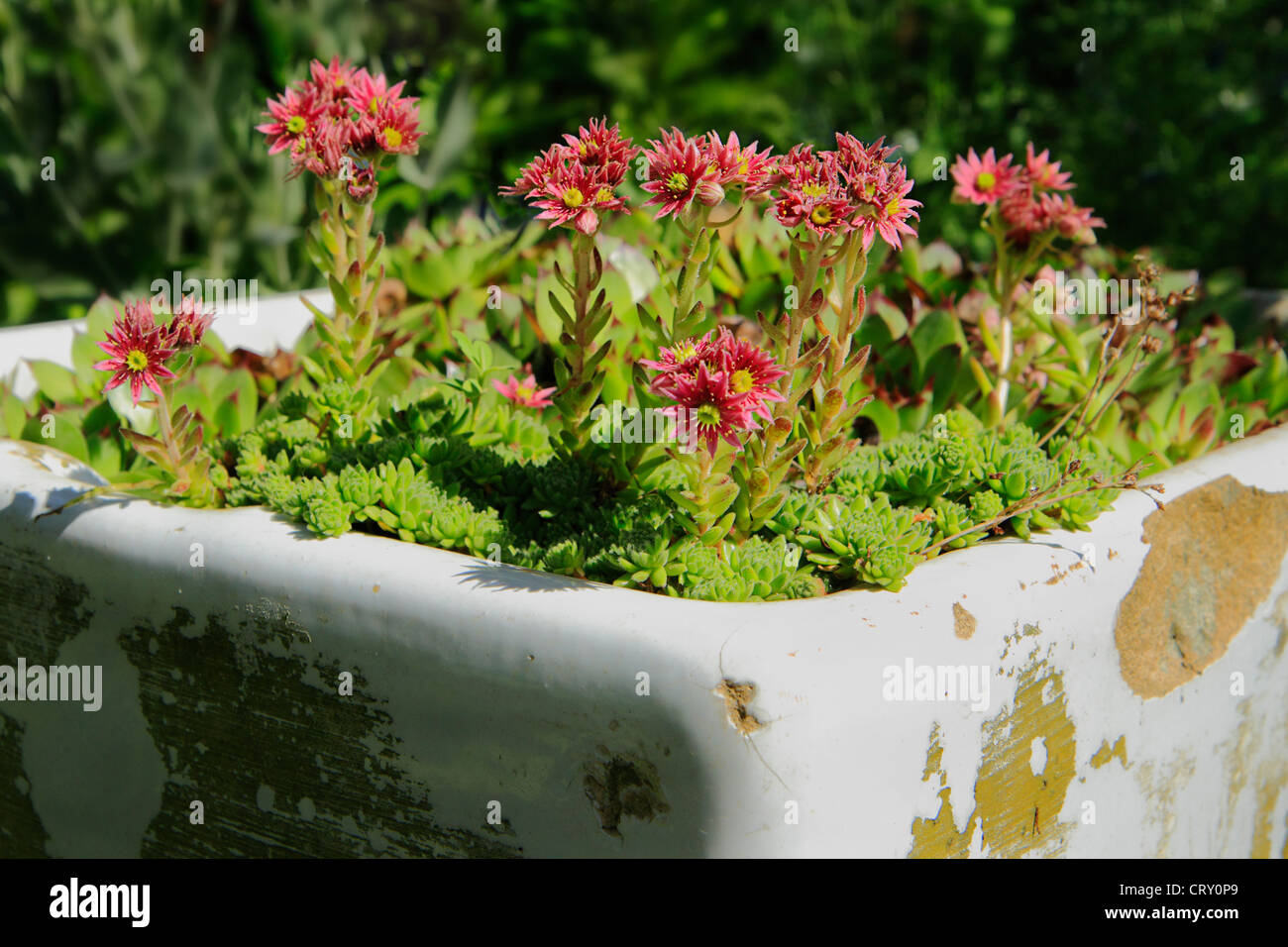 Sempervivum arachnoideum - Houseleeks or Liveforever alpine succulent  flowers planted in old kitchen sink. Stock Photo