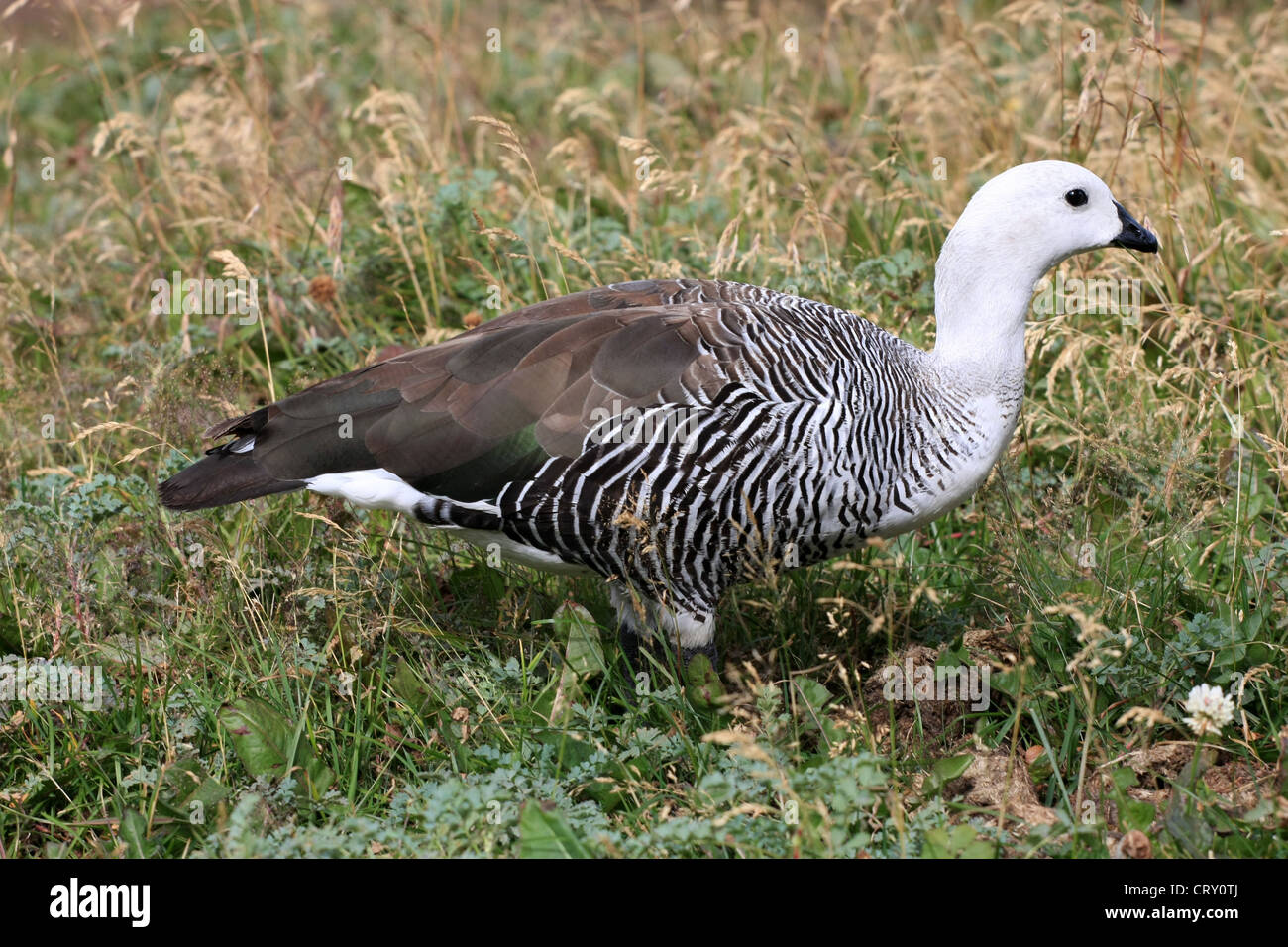 An Upland Goose, standing in the ground cover north of the Beagle Channel and west of Ushuaia, Tierra del Fuego, Argentina Stock Photo