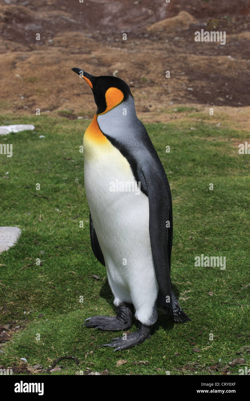 King Penguin at Volunteer Point, East Falkland Island Stock Photo