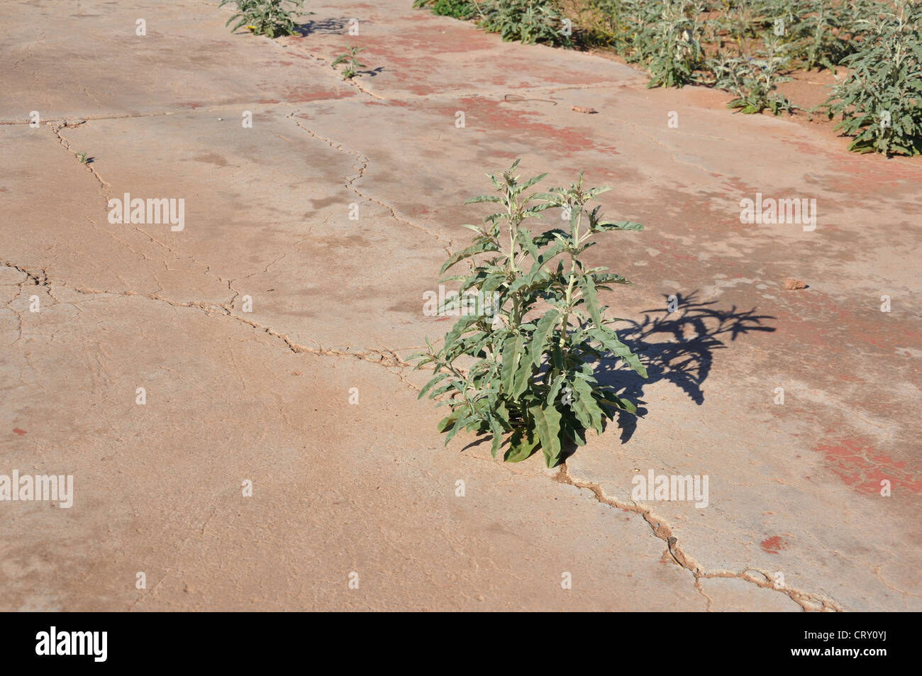 Weeds growing in the crack in cement pavement Stock Photo Alamy
