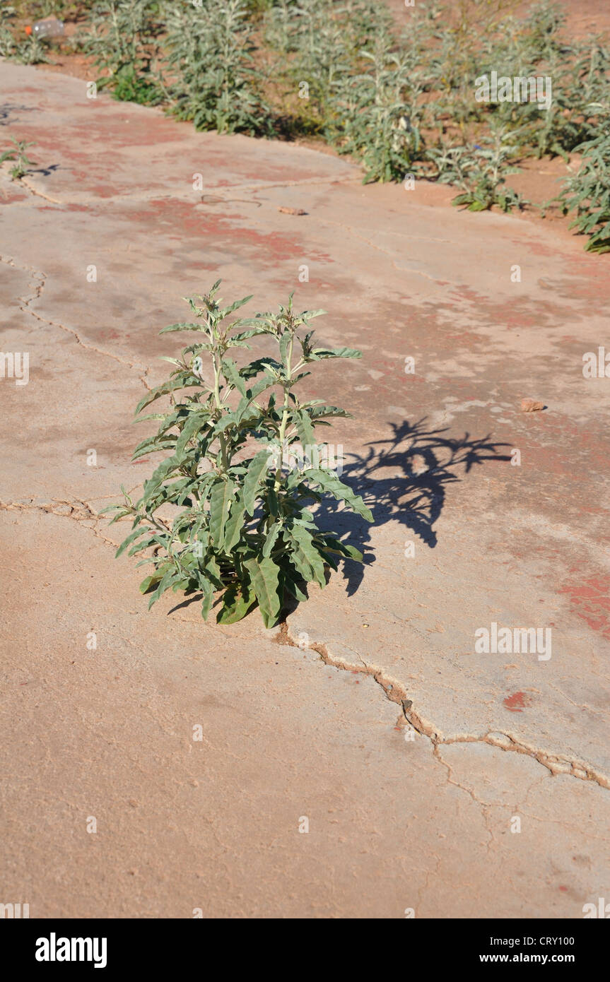 Weeds growing in the crack in cement pavement Stock Photo Alamy