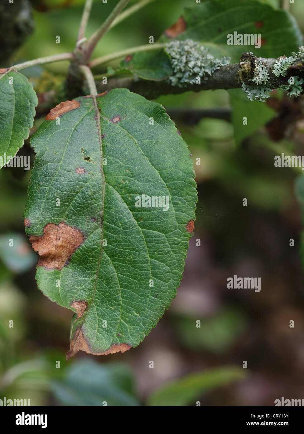Lesions caused by alternaria fungus on diseased apple leaf Stock Photo