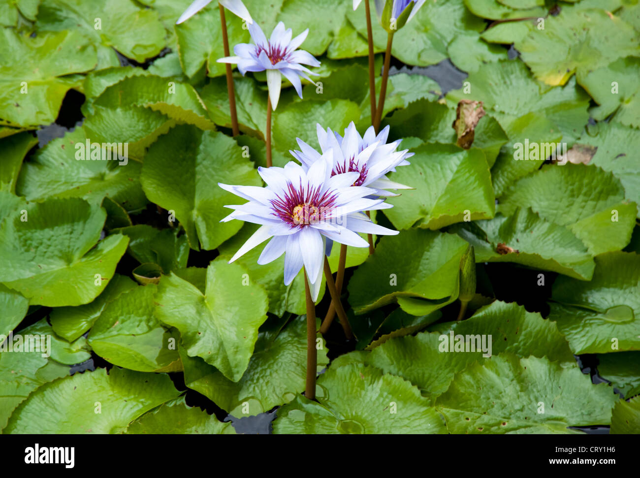 Blue water lily hi-res stock photography and images - Alamy
