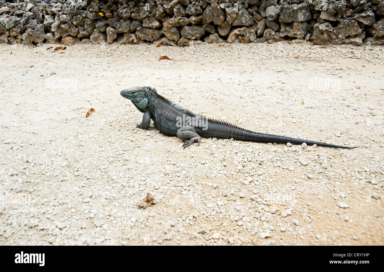 Blue iguana on Grand Cayman island Stock Photo - Alamy
