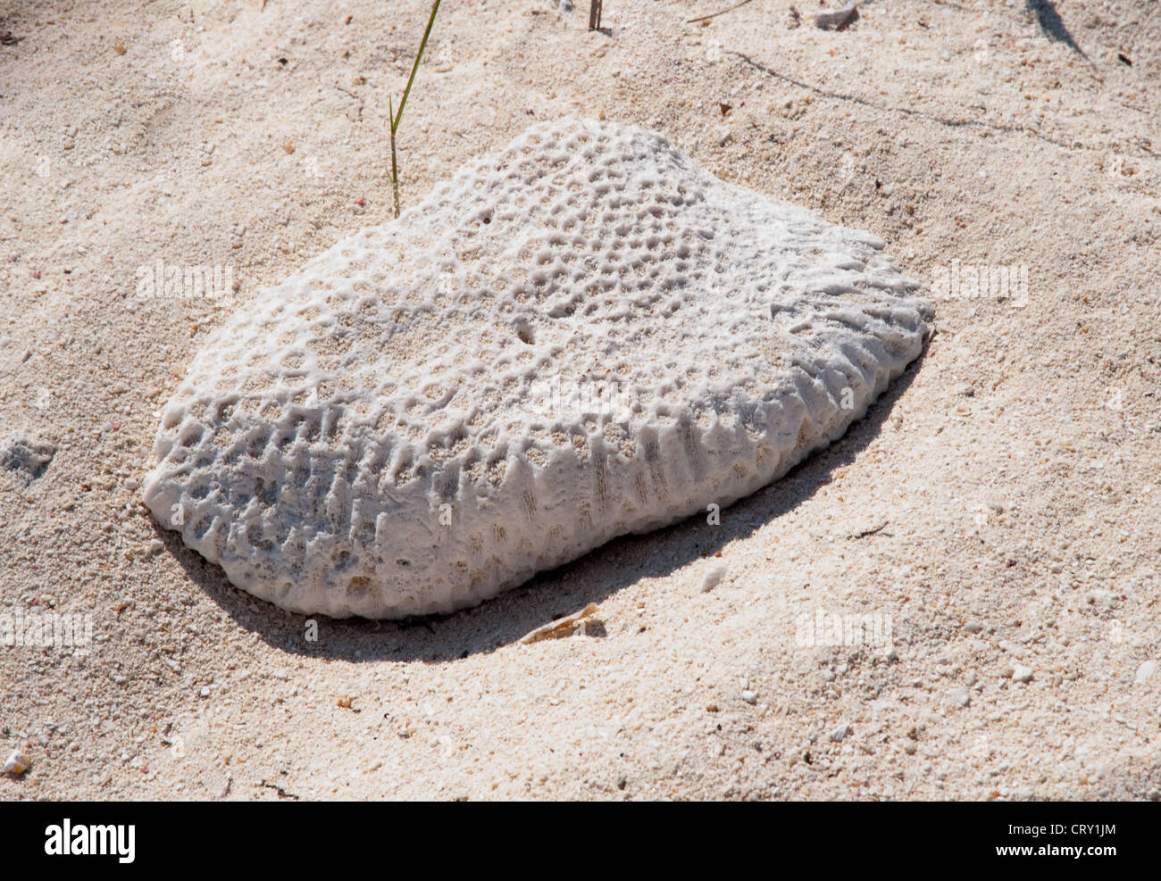 Fossilized coral on Barker’s Beach, Grand Cayman Stock Photo