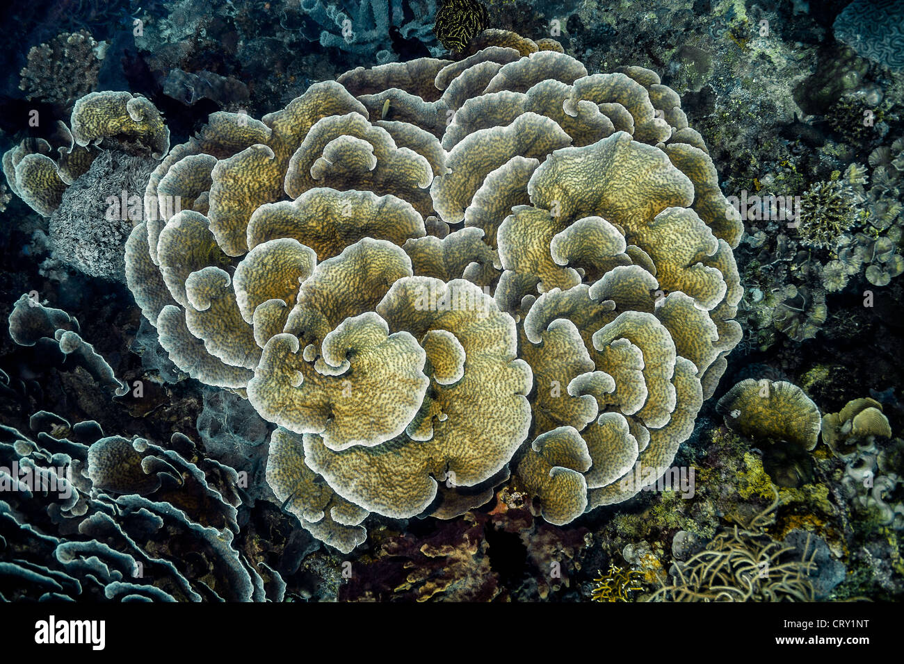 Reef of lettuce coral hires stock photography and images Alamy