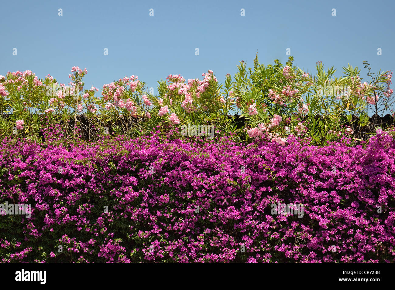 Bougainvillea hedge, Cannes, Côte d'Azur, AlpesMaritimes, Provence