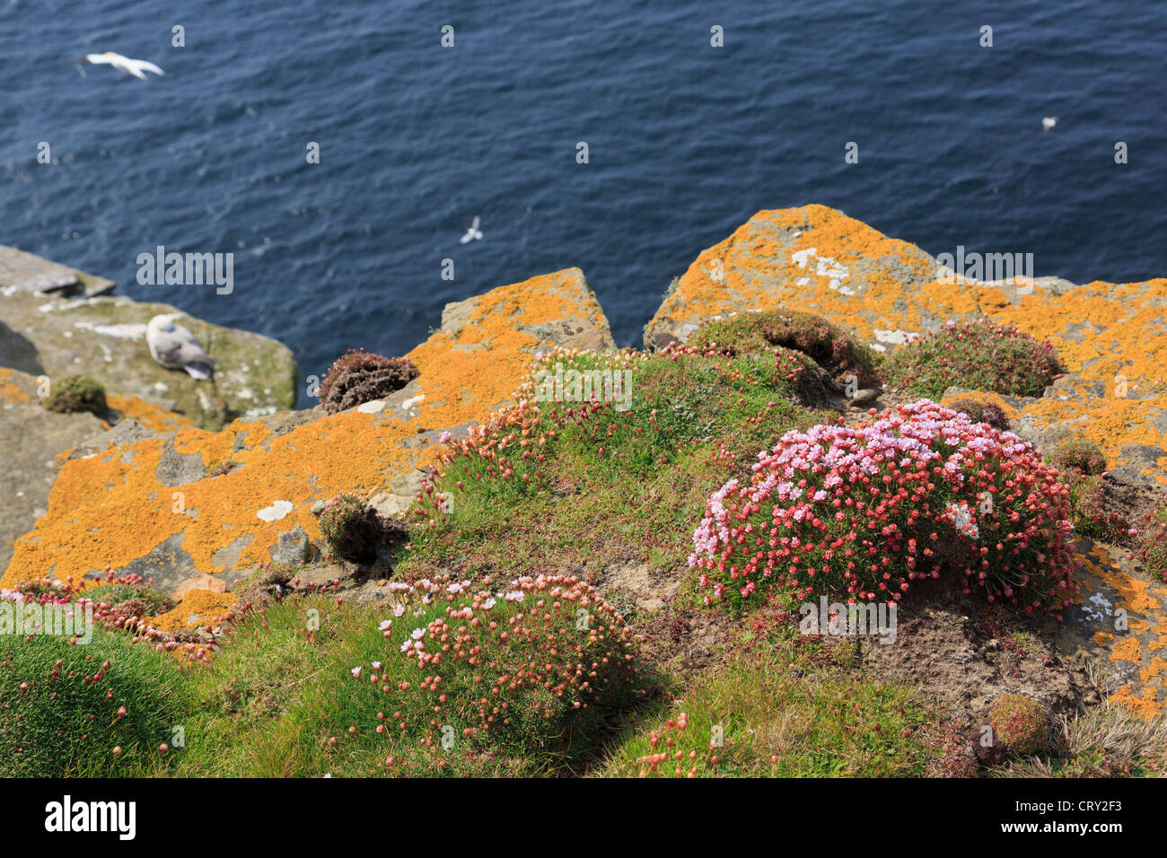 Thrift Sea Pink flowers on seacliffs with yellow lichen on rocks in summer. Noup Head Westray Island Orkney Islands Scotland UK Stock Photo