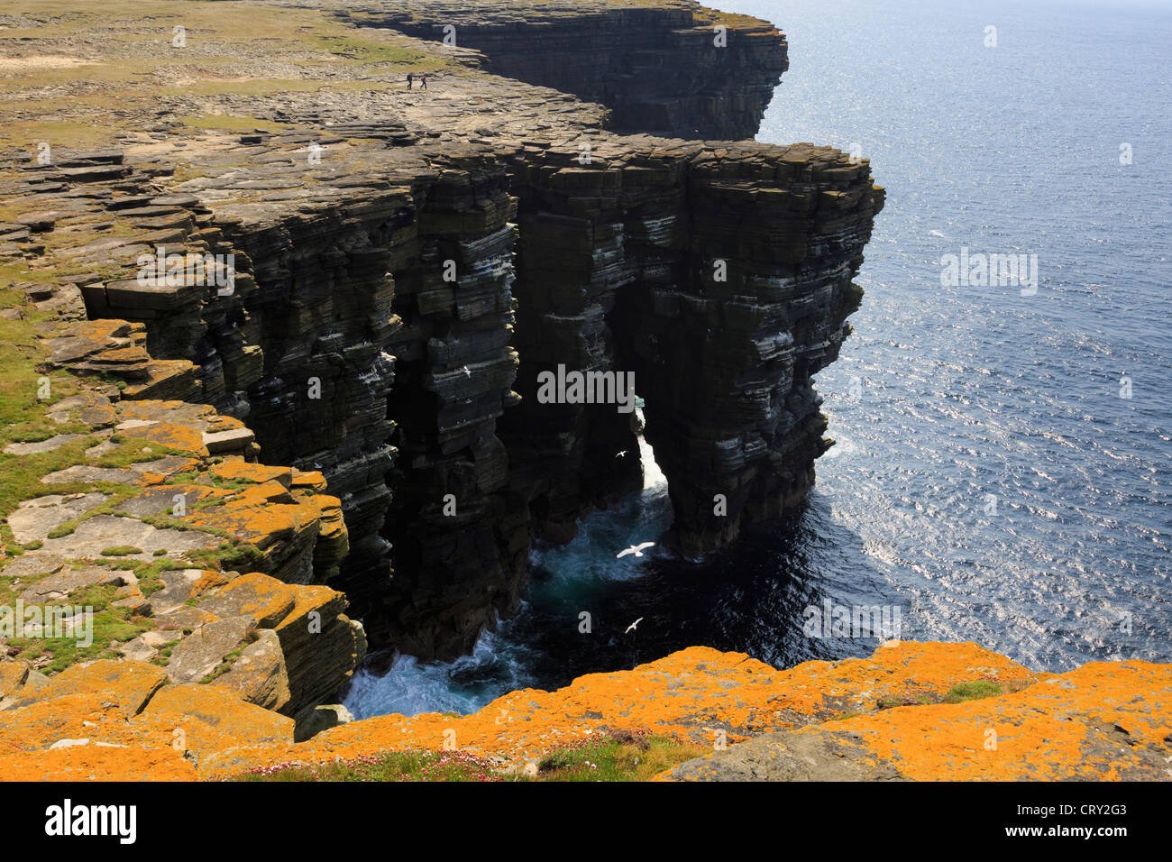 View of dramatic seacliffs with colony of seabirds nesting on ledges at Noup Head Westray Island Orkney Islands Scotland UK Stock Photo
