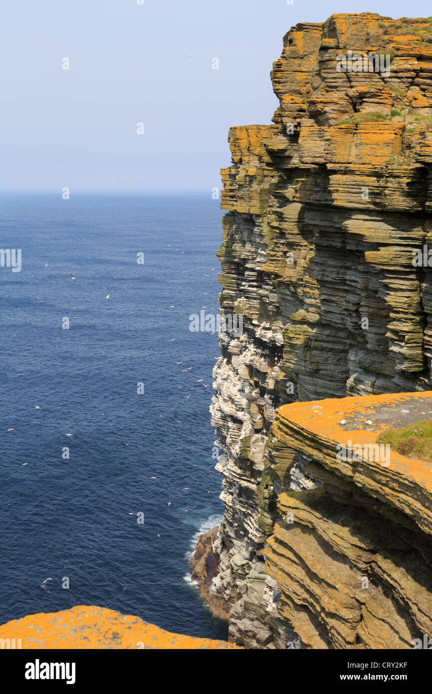 View of dramatic seacliffs with colony of seabirds nesting on rock ledges at Noup Head Westray Island Orkney Islands Scotland UK Britain Stock Photo