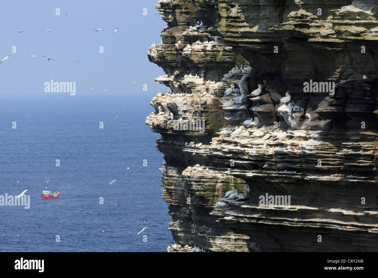 View of dramatic seacliffs with colony of Gannets nesting on ledges in early summer at Noup Head Westray Island Orkney Islands Scotland UK Stock Photo