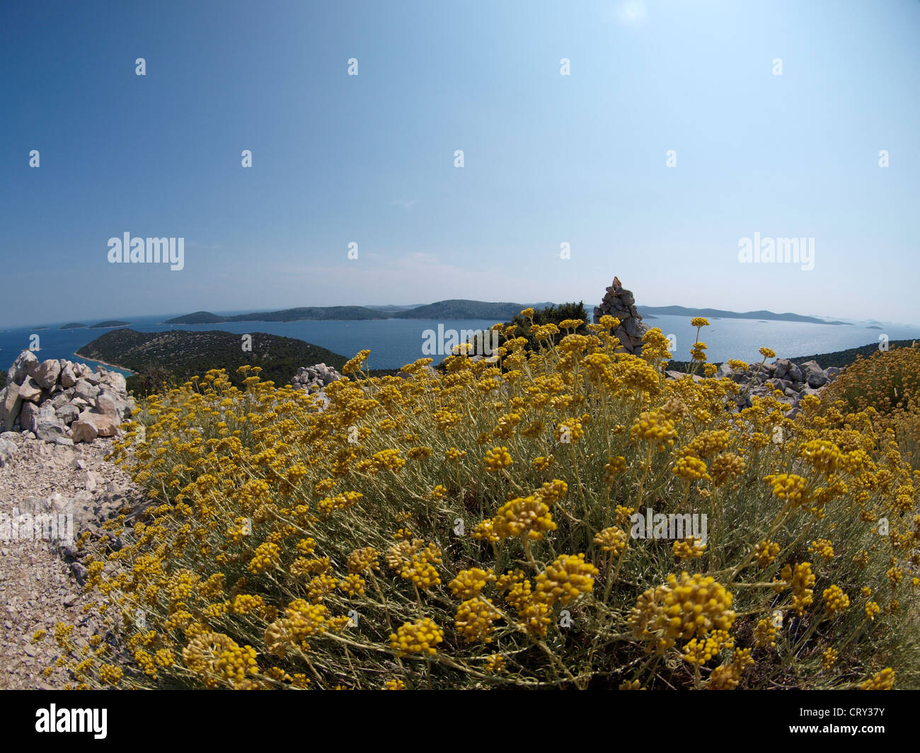 Blossoming daisy Helichrysum italicum at the top of island Tijat Stock Photo
