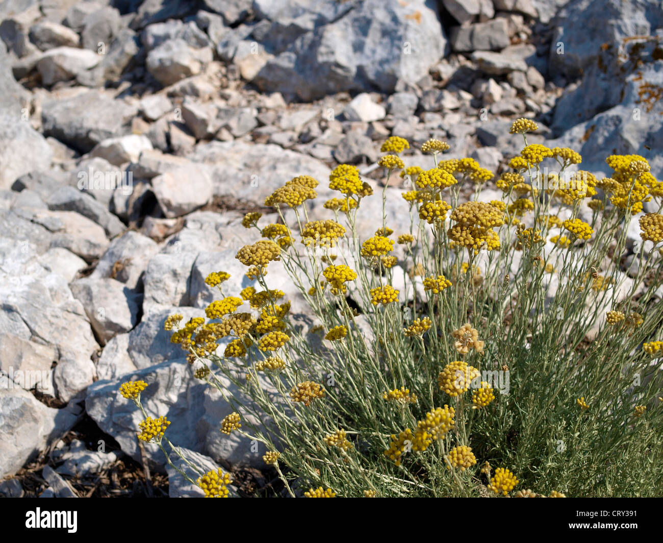 A bush of blossoming daisy Helichrysum italicum among rocks Stock Photo