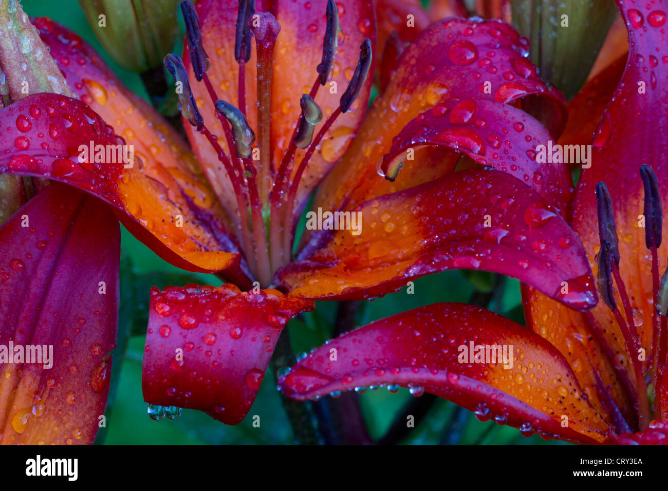 Lilium 'Orange Matrix' with Water Droplets Stock Photo