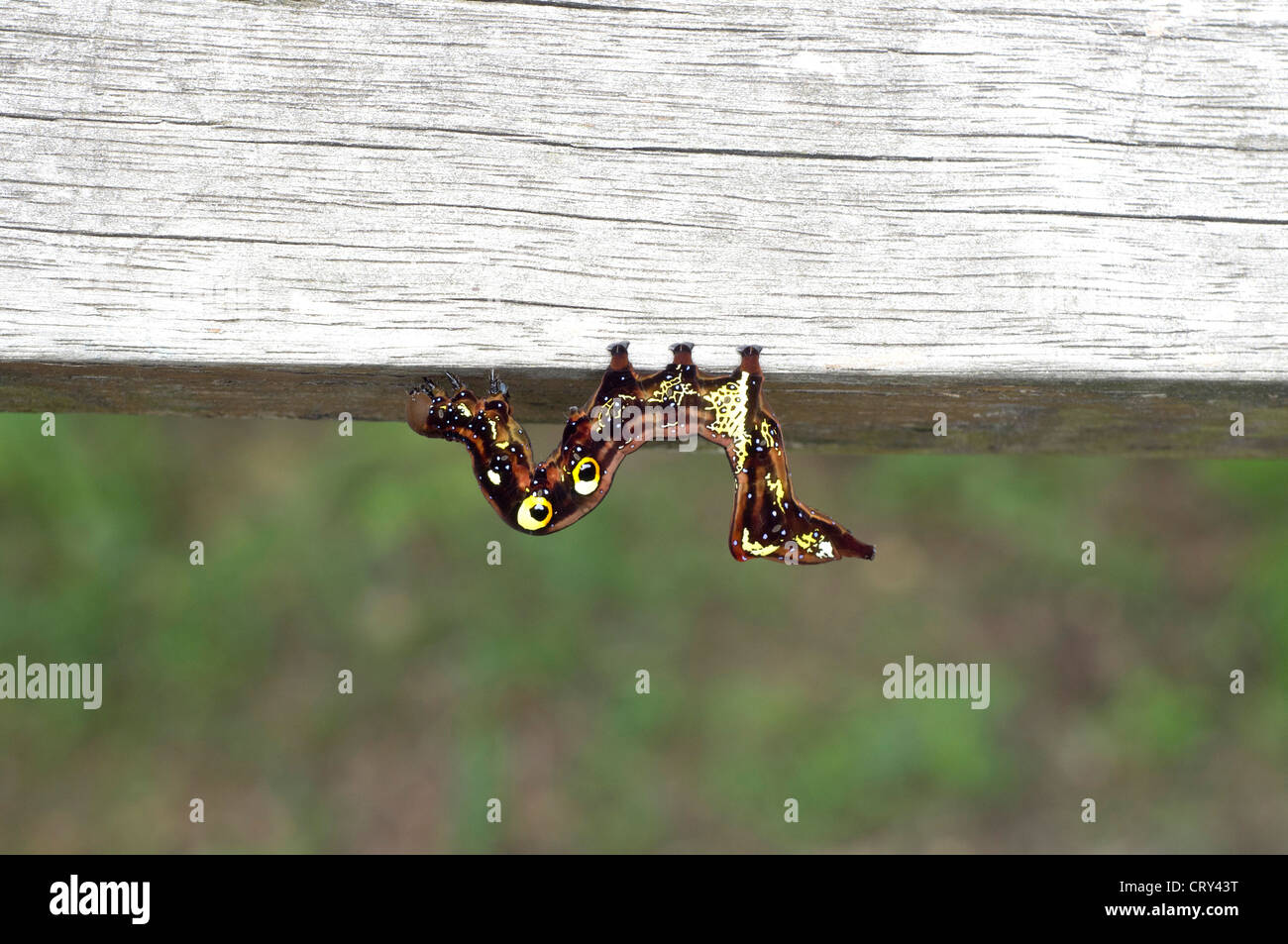 Larvae of moth under wood Stock Photo