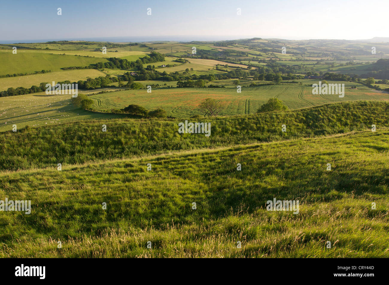Eggardon Hill is a prehistoric Iron Age hill-fort in Dorset. Lovely views over the gentle countryside reward those who climb its ramparts. England, UK. Stock Photo