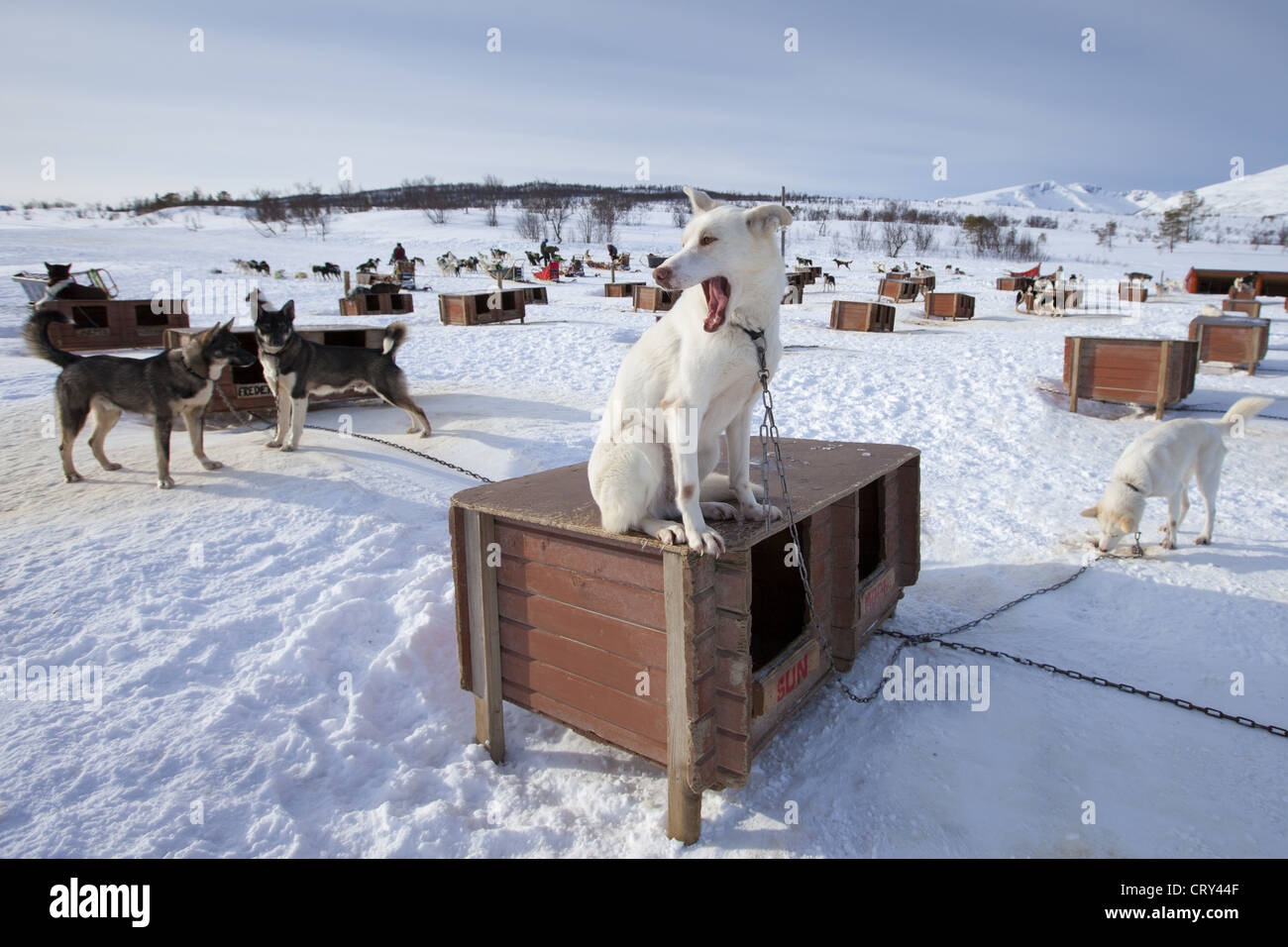 Alaskan Husky dogs at kennels at Villmarkssenter wilderness on Kvaloya  Island, Tromso in Arctic Circle Northern Norway Stock Photo - Alamy