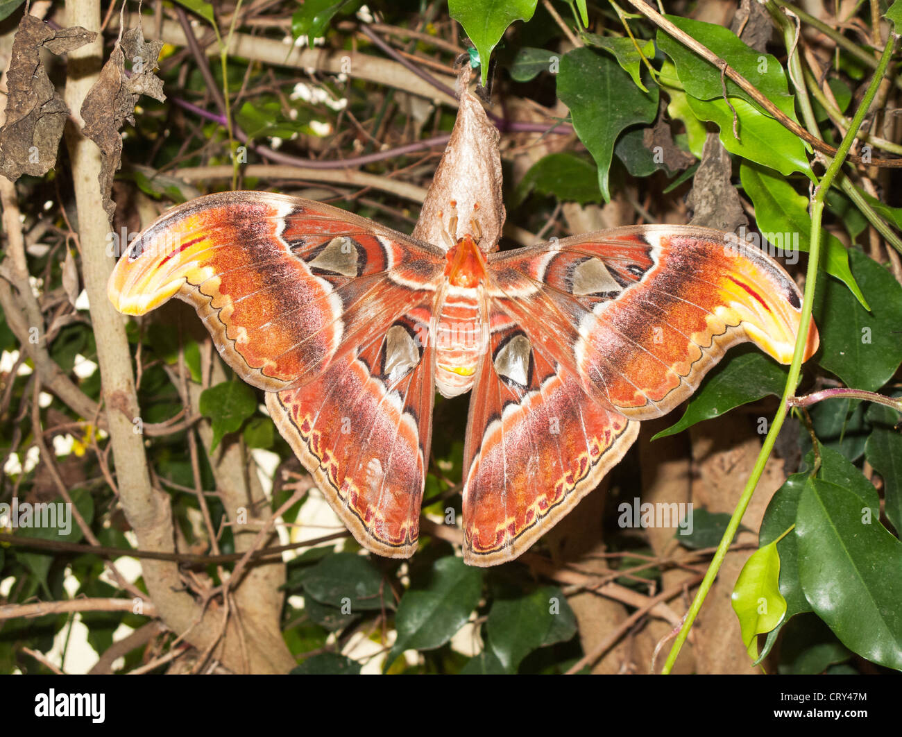Atlas moth (Attacus atlas), the largest group of moths in the world, in
