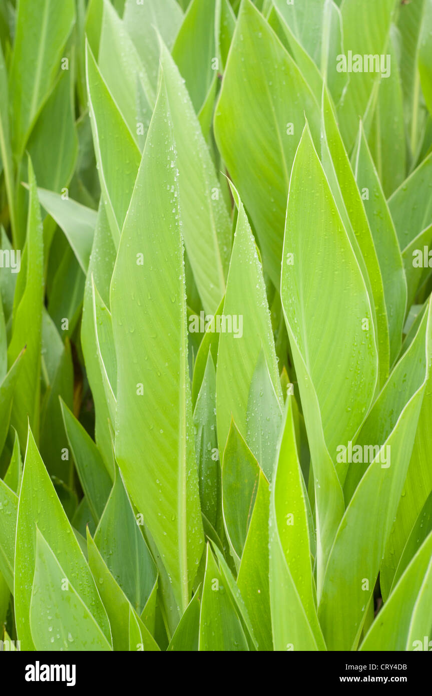 leaves of canna lily Stock Photo Alamy