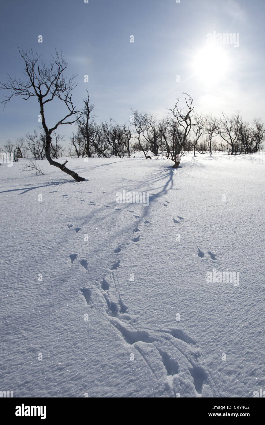 Animal pawprints in the snow in arctic landscape at Kvaløysletta, Kvaloya Island, Tromso in Arctic Circle Northern Norway Stock Photo