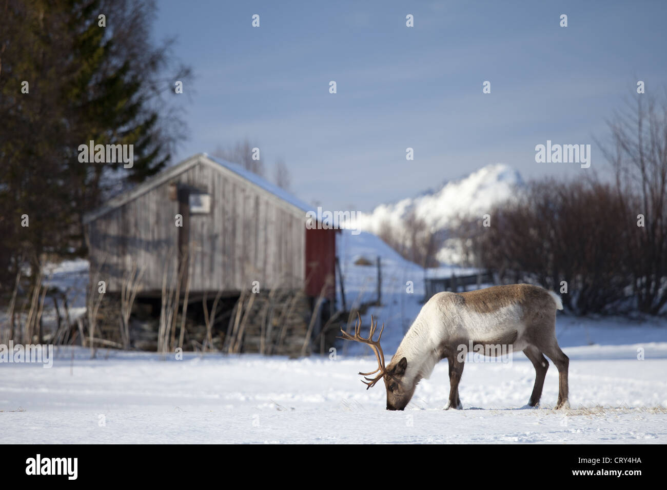 Reindeer grazing in the snow in arctic landscape at Kvaløysletta, Kvaloya Island, Tromso in Arctic Circle Northern Norway Stock Photo