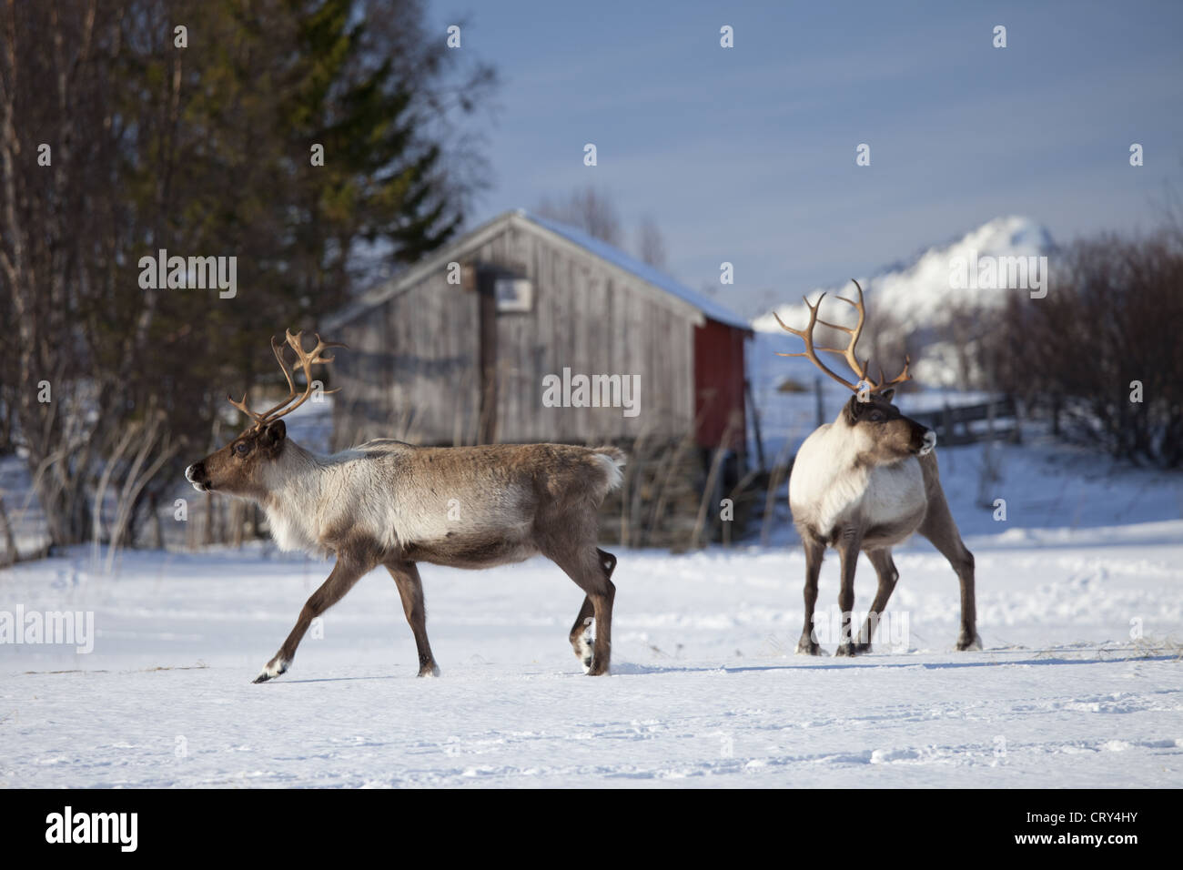 Reindeer herd in the snow in arctic landscape at Kvaløysletta, Kvaloya Island, Tromso in Arctic Circle Northern Norway Stock Photo