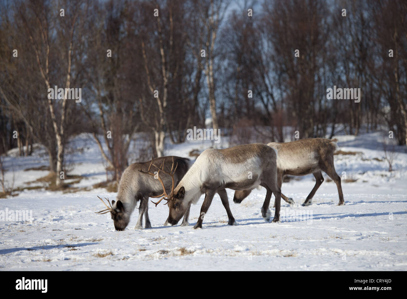 Reindeer herd grazing in the snow in arctic landscape at Kvaløysletta, Kvaloya Island, Tromso in Arctic Circle Northern Norway Stock Photo