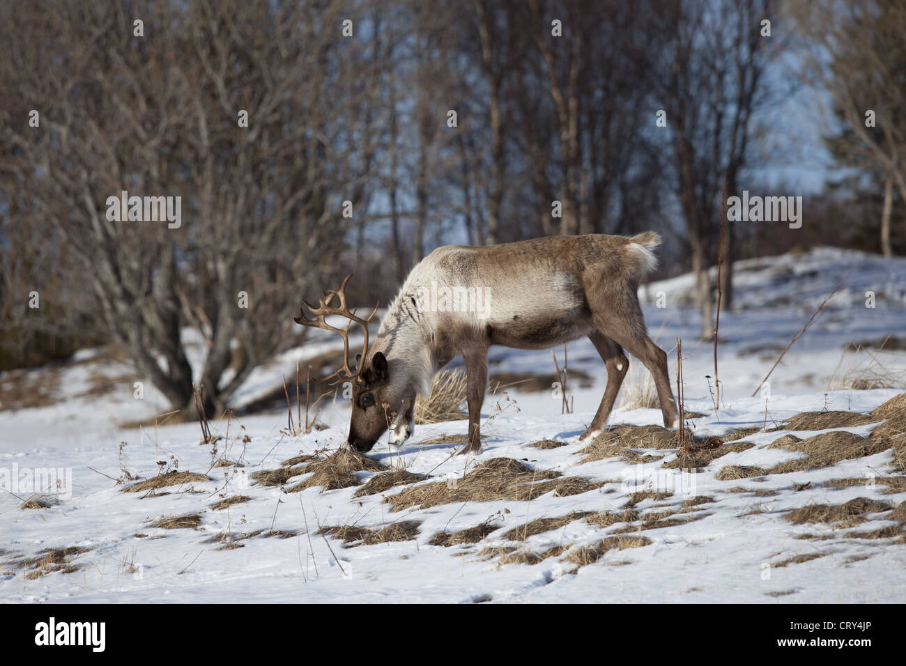 Reindeer grazing in the snow in arctic landscape at Kvaløysletta, Kvaloya Island, Tromso in Arctic Circle Northern Norway Stock Photo