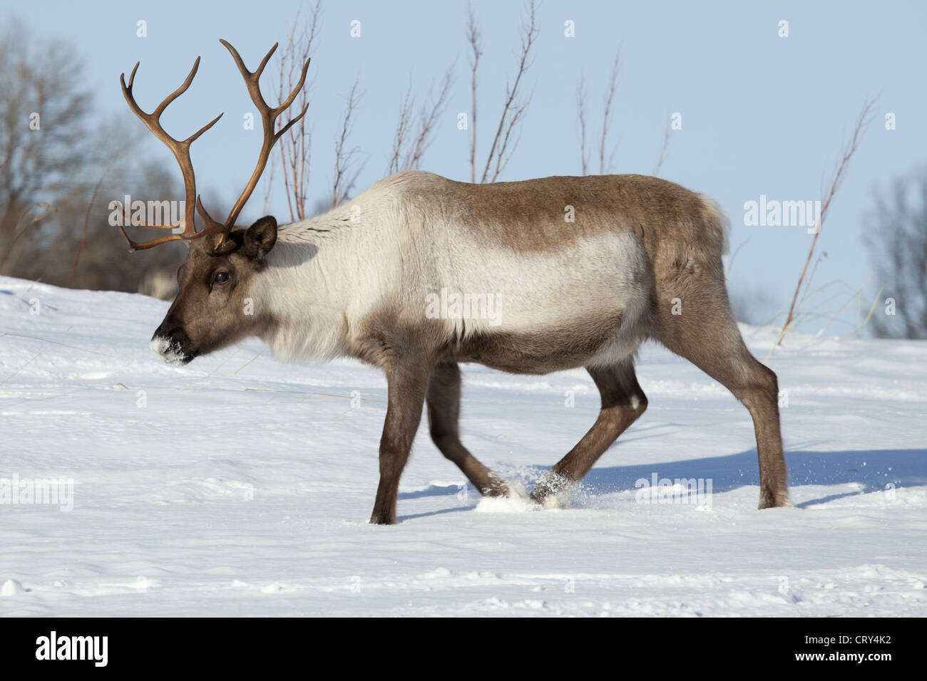 Reindeer roaming in the snow in arctic landscape at Kvaløysletta, Kvaloya Island, Tromso in Arctic Circle Northern Norway Stock Photo