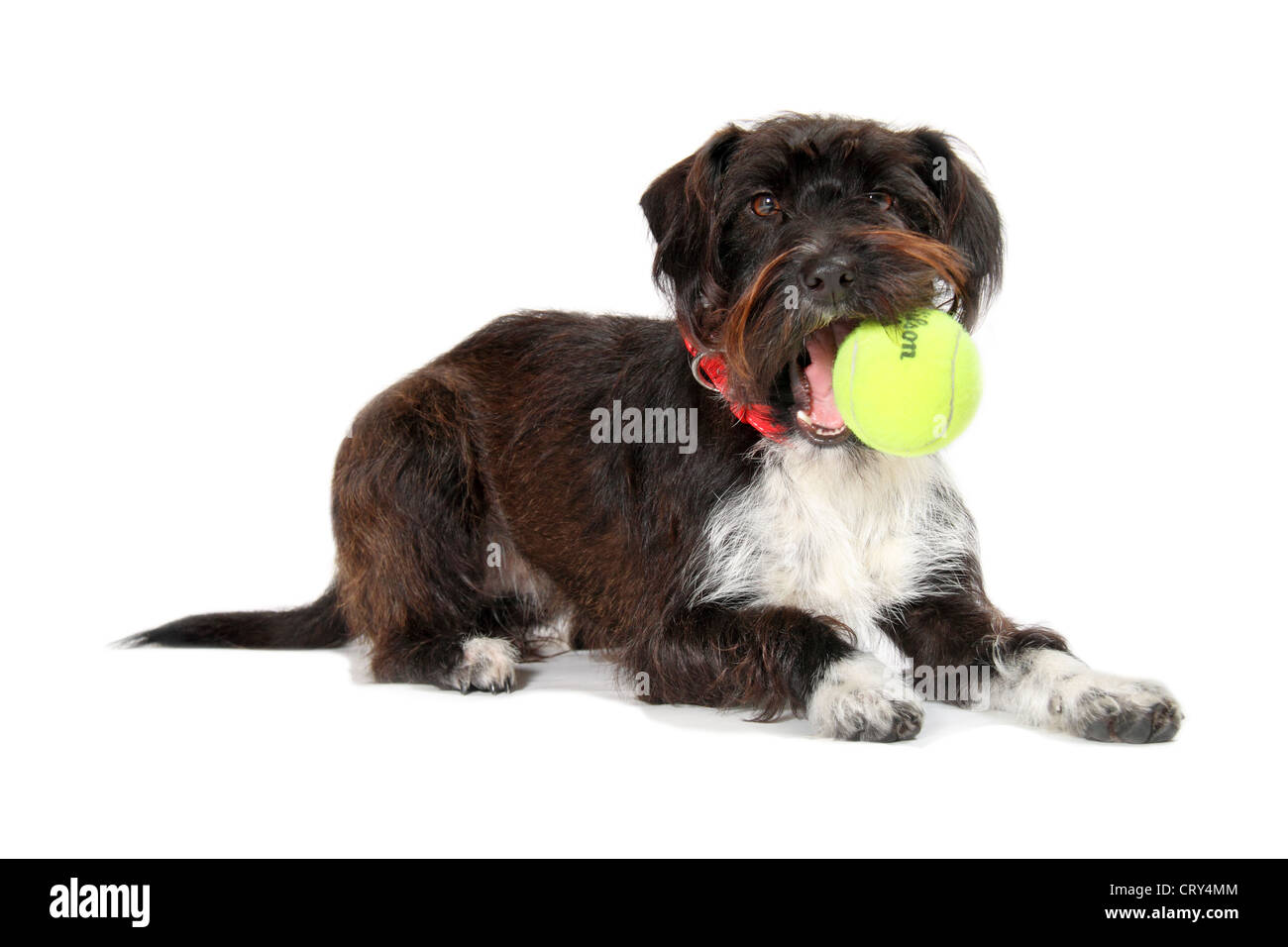 miniature poodle jack russell cross jackadoodle in a studio suitable for cutout Stock Photo Alamy