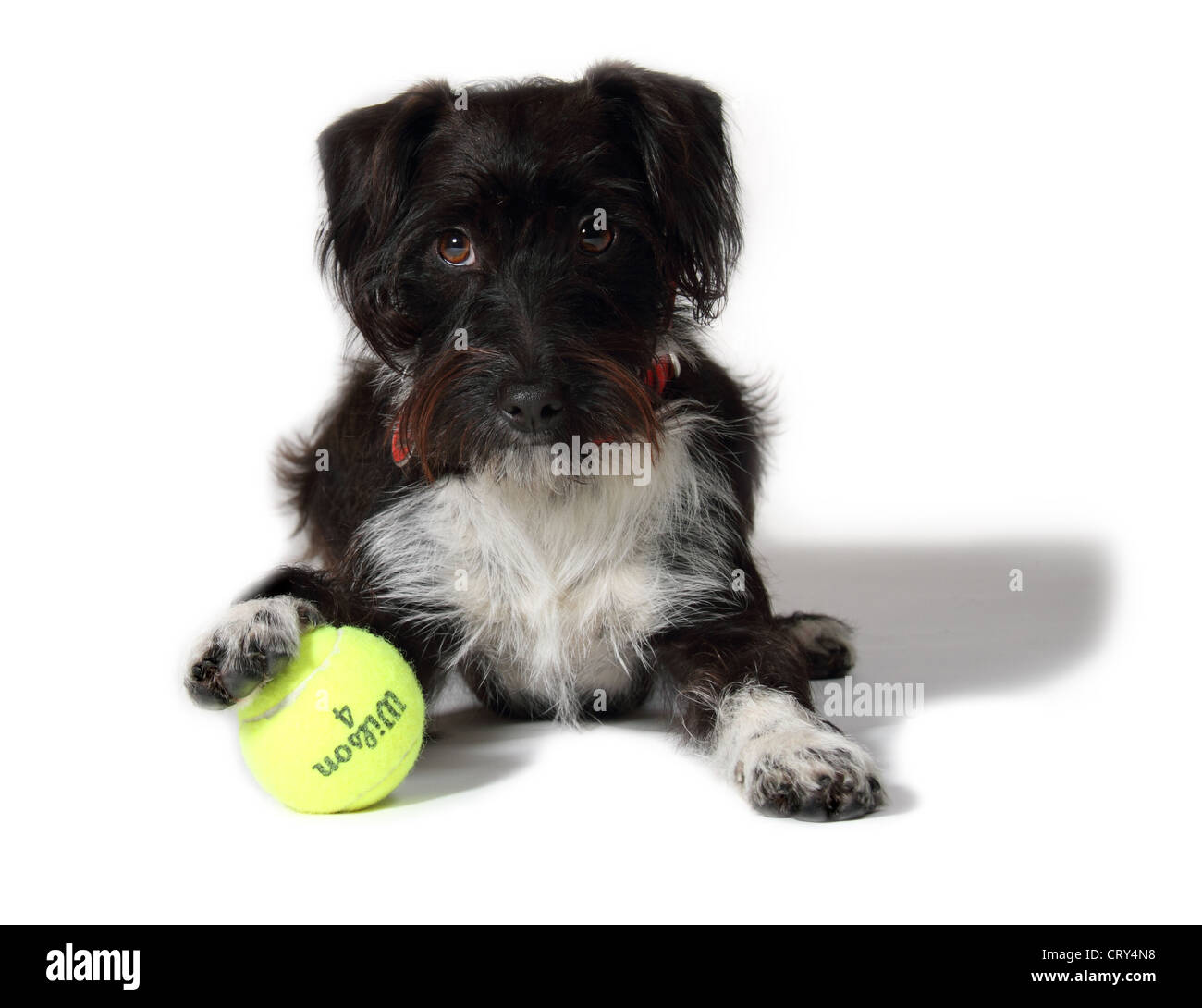 miniature poodle jack russell cross jackadoodle in a studio suitable for cutout Stock Photo Alamy