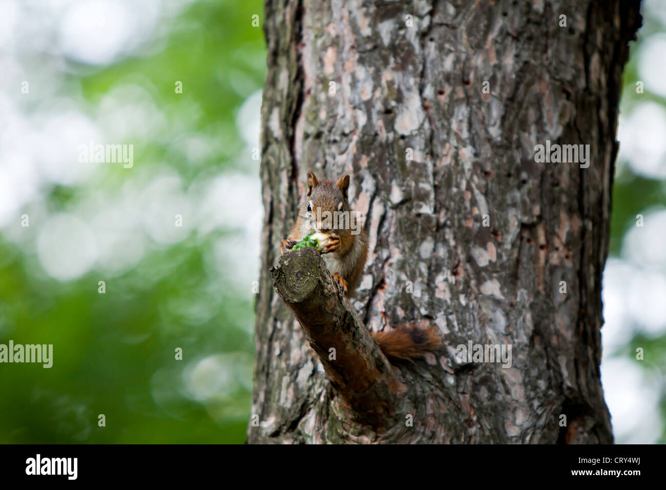 Squirrel eating a pine cone,Sciuridae Stock Photo