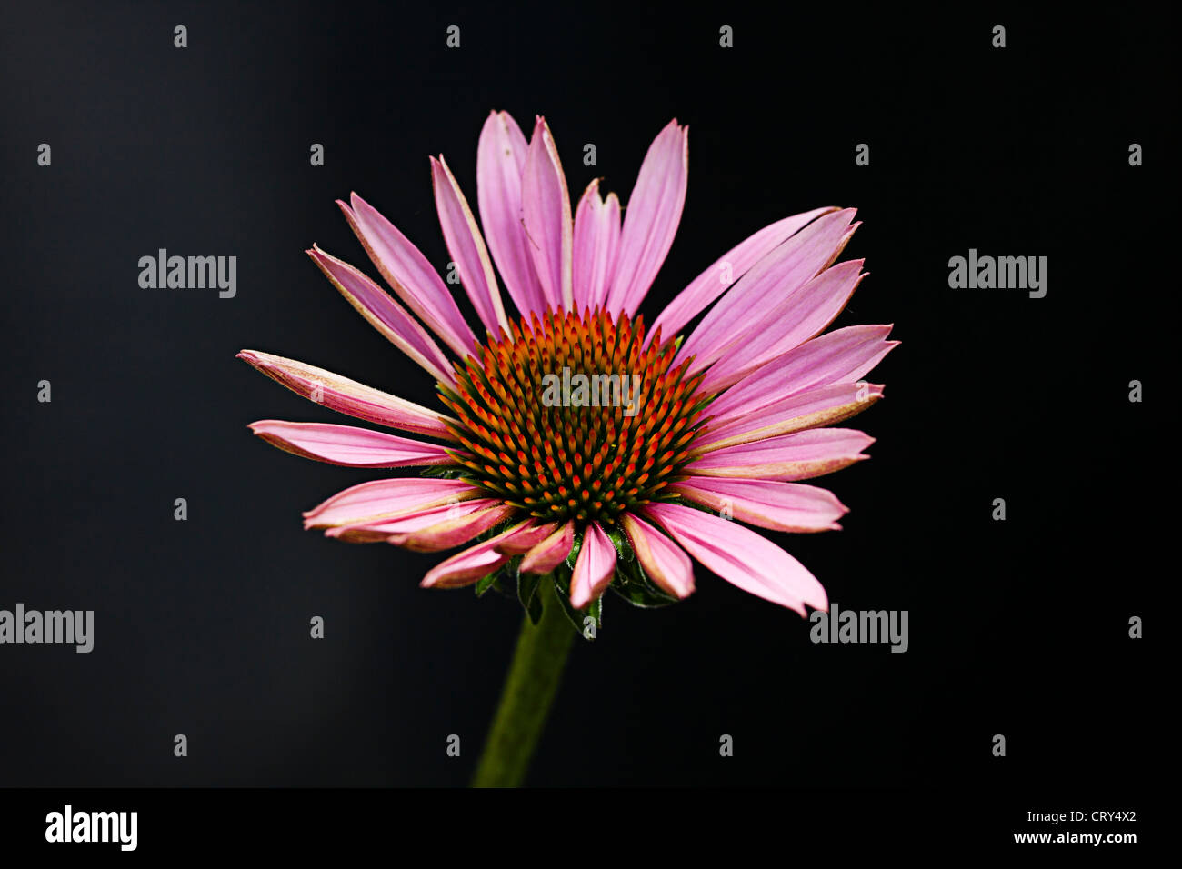 Echinacea purpurea Maxima, Asteraceae coneflower Stock Photo