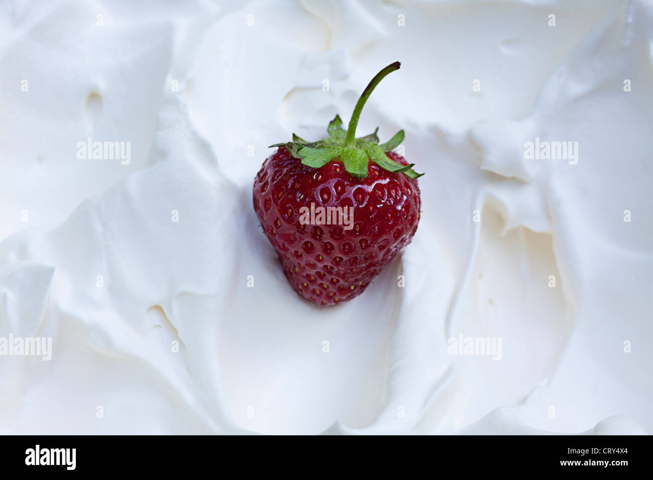 garden strawberry with sour cream,Fragaria × ananassa Stock Photo