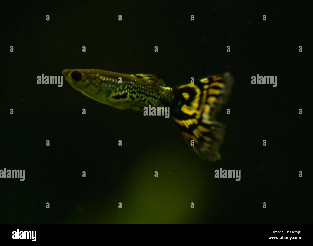 Guppy fish Stock Photo