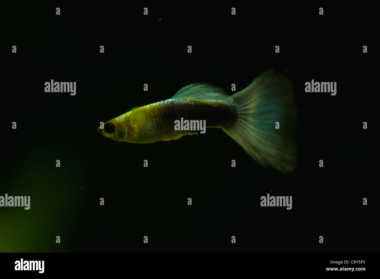 guppy fish Stock Photo