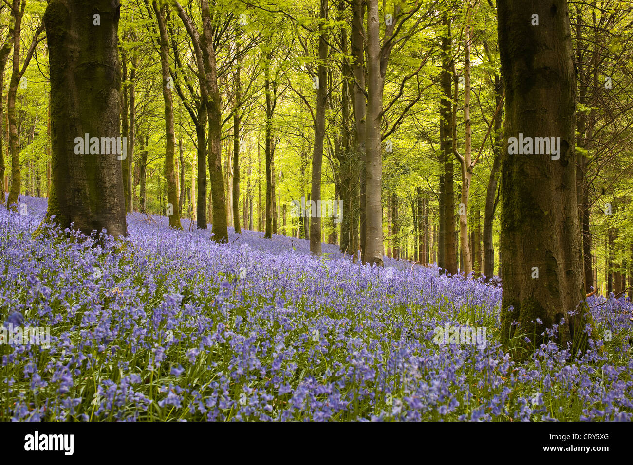 Delcombe Wood and a beautiful carpet of bluebells in Dorset, England, UK. Stock Photo