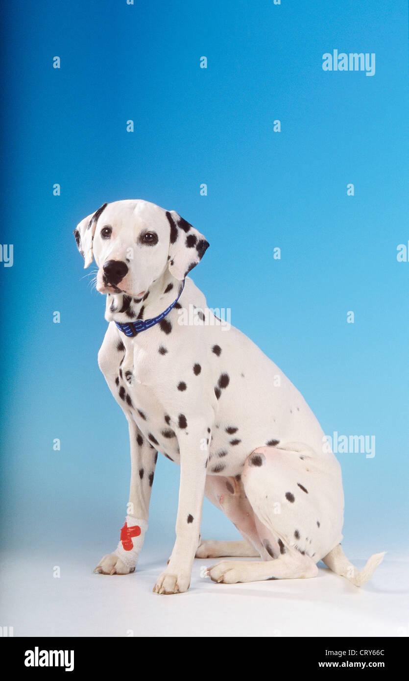 Dalmatian with bandaged paw Stock Photo