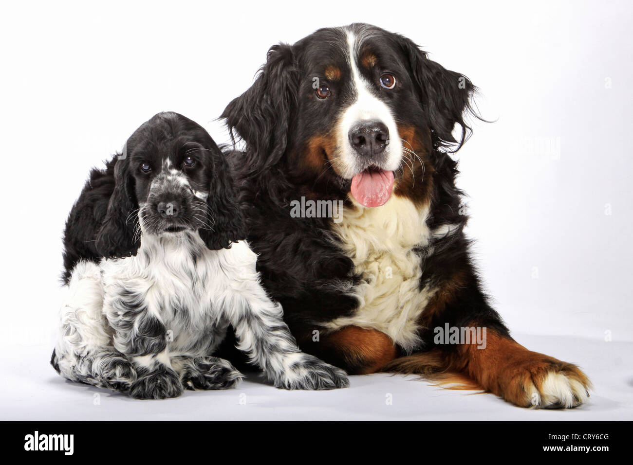 bernese mountain dog spaniel mix