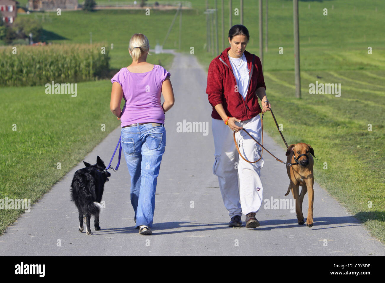 Two dogs with owners training walking to heel on a road One of them is