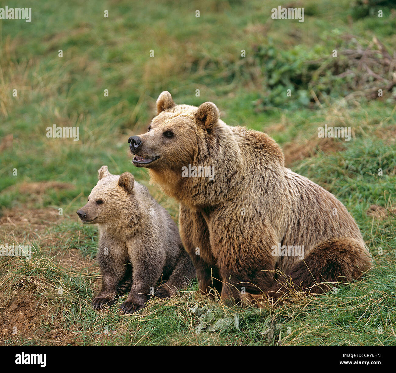 Brown Bear and cub / Ursus arctos Stock Photo - Alamy